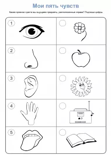 Органы чувств задания. Органы чувств человека задания для дошкольников. Задания на тему органы чувств для дошкольников. Задания для детей органы чувств для дошкольников. Органы чувств человека задания для детей.