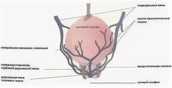 Артерии простаты. Кровоснабжение предстательной железы анатомия. Кровоснабжение мочевого пузыря анатомия. Венозное сплетение мочевого пузыря. Венозное сплетение предстательной железы.