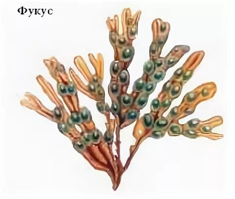 К каким систематическим группам относится фукус