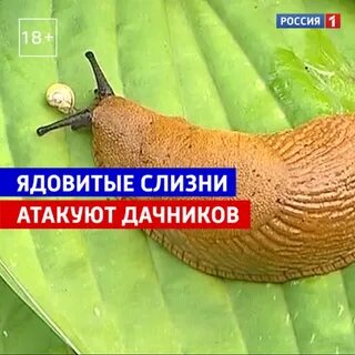 Испанские слизни чем опасны