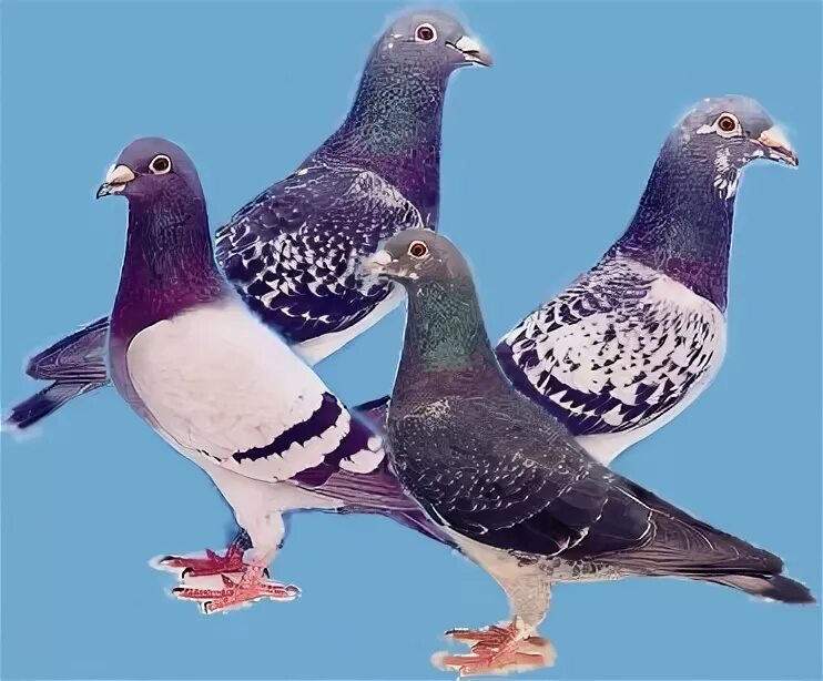 Голубка 4. Крапчатый голубь. Голуби 4 шт. Голубка 4. Обычные голуби.