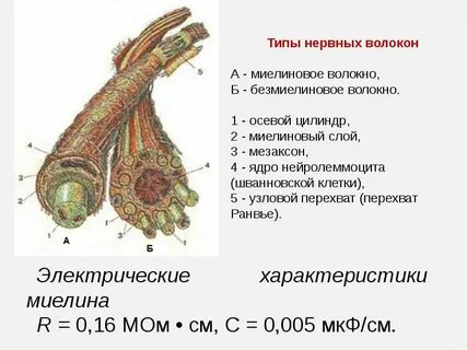 К немиелиновым нервным волокнам относятся волокна типа