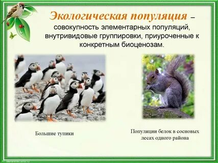 Популяция как экологическая система