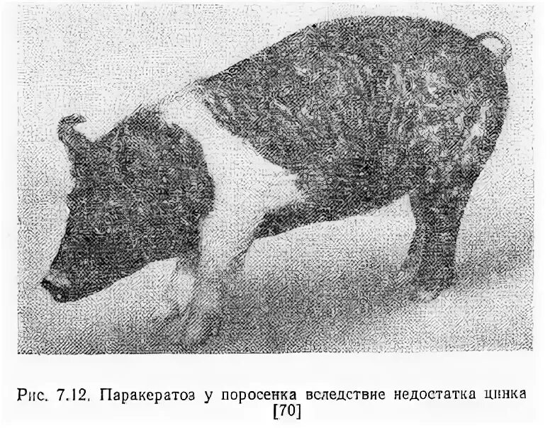 недостаток микроэлементов у животных. избыток у животных. эндемическая уровская болезнь. недостаток фосфора у коров. рахит у собак крупных пород.