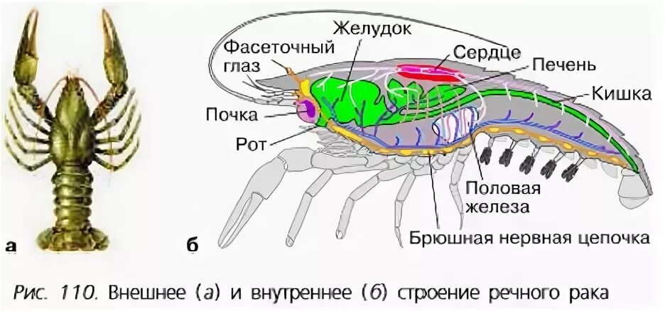 Раки биология 7 класс