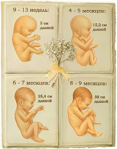 Размеры плода. 16 недель размер ребенка. Двадцать недель в месяцах. Триместры беременности по месяцам и неделям. Двадцать недель в месяцах.