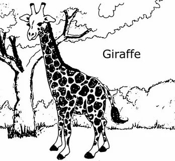 Tall giraffe перевод