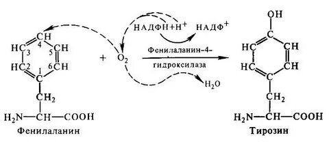 Синтез тирозина