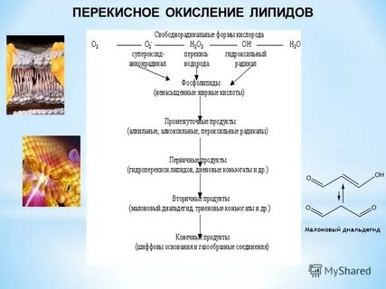 Перекисные радикалы
