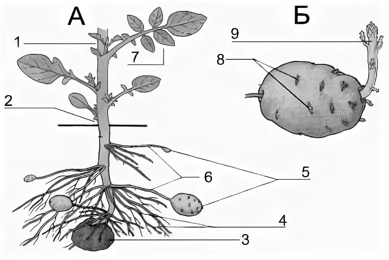 Строение клубня картофеля схема. Клубень строение рисунок. Образование клубней у картофеля. Морфологическое строение клубня картофеля. Клубень картофеля и ус земляники