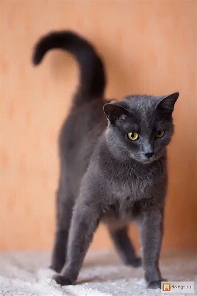 Кот дымчатого окраса. Дымчатая кошечка. дымчатый кот. породистые дымчатые кошки. дымчатый котенок.