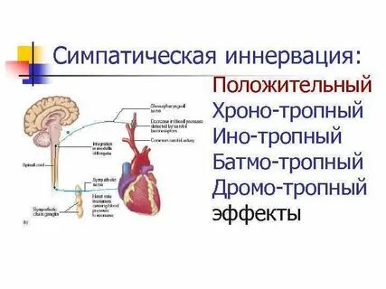 Сердце парасимпатическая система