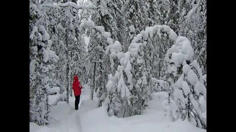 Песни и зиме в лесу