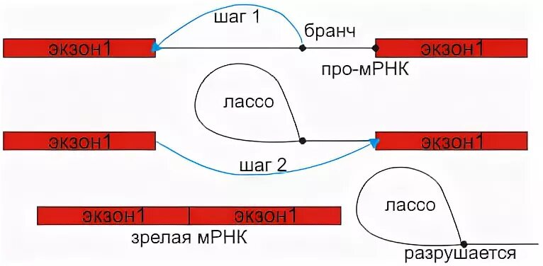 Экзон ру. Сплайсинг первичных транскриптов МРНК, сплайсосома.