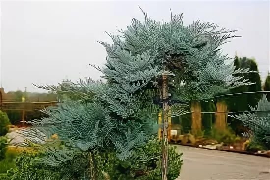Можжевельник блю на штамбе. Juniperus horizontalis wiltonii на штамбе. можжевельник вилтони. можжевельник блю чип на штамбе. можжевельник айс блю на штамбе.
