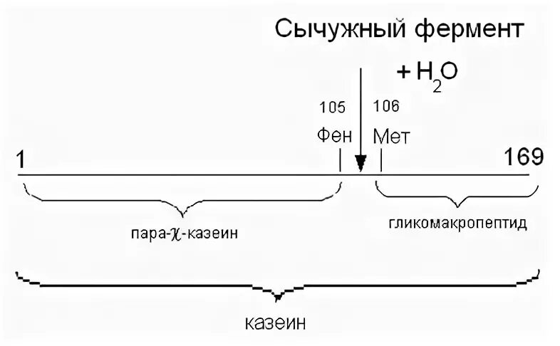 Получение сычужного фермента. Сычужный фермент хансен. Сычужный фермент с дозатором. Действие сычужного фермента на молоко. Действие сычужного фермента.
