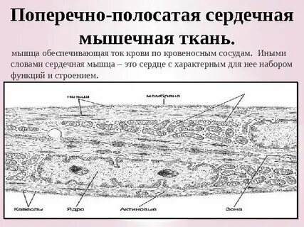 Поперечно сердечная мышечная ткань строение