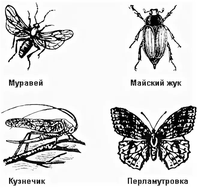 Развитие с полным превращением клоп солдатик. Развитие с полным превращением клоп солдатик