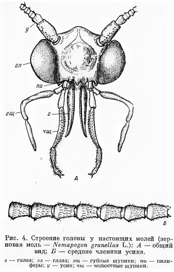 Строение моли. Внутреннее строение моли. Строение головы насекомых. Моль строение насекомого. Внешнее строение моли.