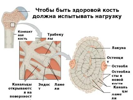 Вместо слова костный нужно