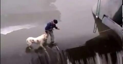 Спасись видео