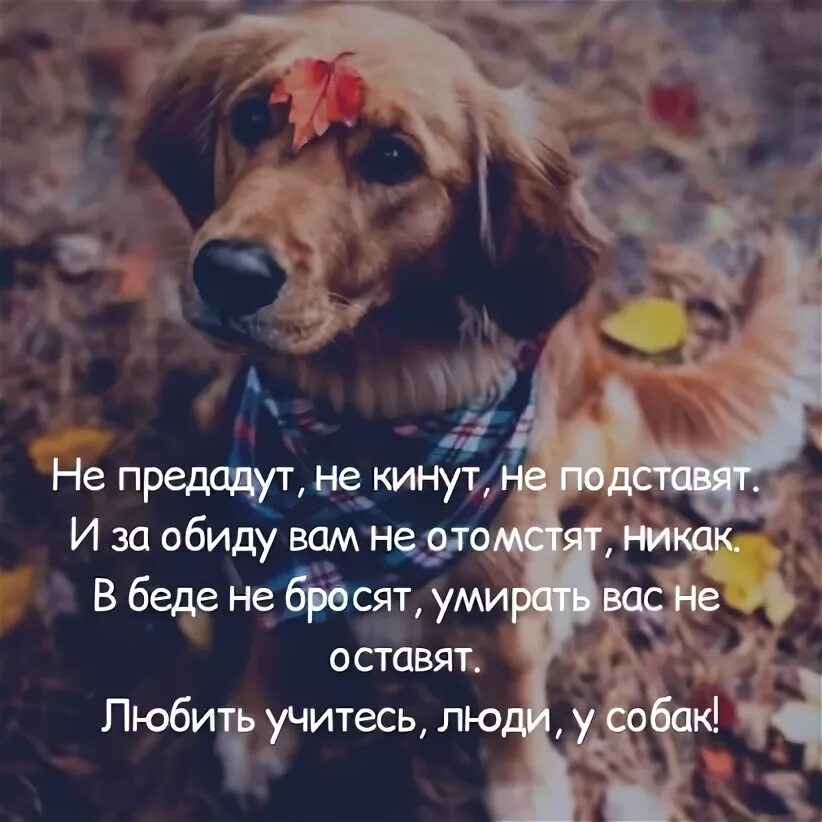 Любить учитесь у собак стихи. Любви учитесь люди у собак. Учитесь люди у собак. Учитесь люди у собак. Не предадут не кинут не подставят.