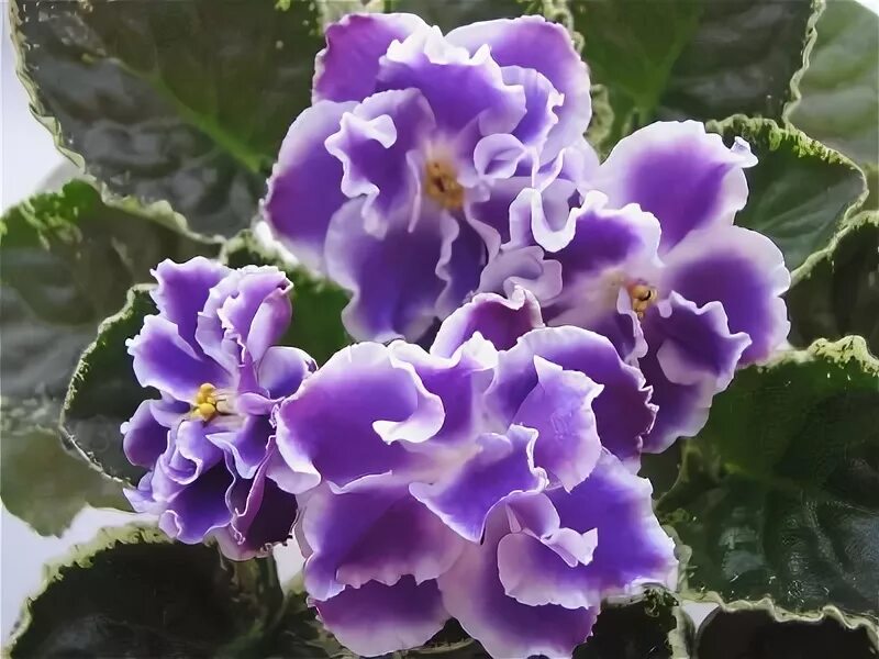 Фиалка лето. Сенполия пестрая рапсодия. Фиалка лето. Фиалка лето красное. Фиалка лето.