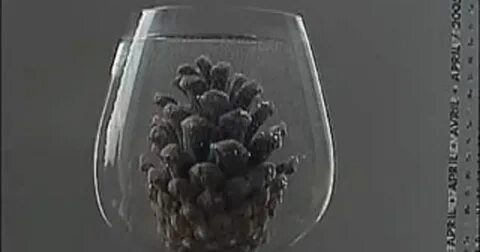 Шишка вода