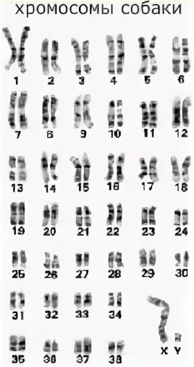 Сколько хромосом содержит эритроцит собаки. Кариограмма хромосом собаки. Кариотип домашней собаки. Количество хромосом у собаки. Хромосомный набор собаки.