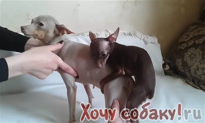 супер мини той терьер. русский той терьер стандарт породы. вес мини той терьера. английский той терьер стандарт. вес мини той терьера.