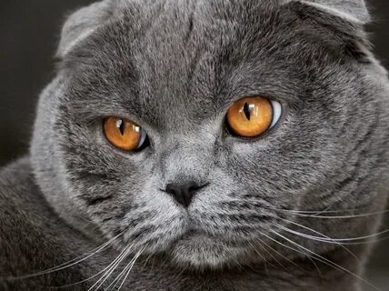 Почему британские кошки