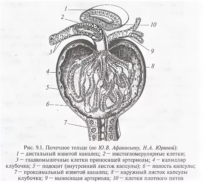 Почечное тельце почки. Схема строения почечного тельца. Строение почки почечное тельце. Строение почечного тельца. Почечное тельце строение.