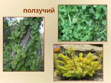 Ползучие стебли примеры