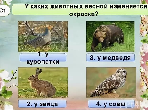 У каких животных меняется окраска. У каких животных меняется окраска