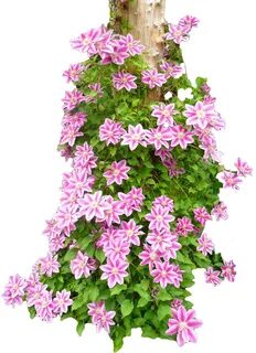 Кустов клематисов