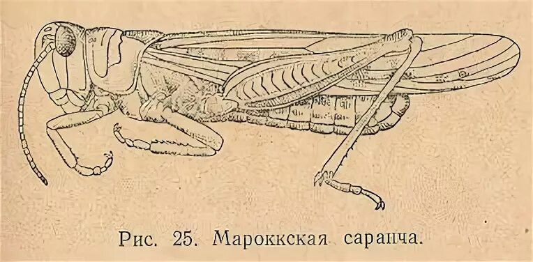 Орган слуха кузнечика строение. Внешнее строение кузнечика. Внешнее строение саранчи. Внутреннее строение насекомых 7 класс биология. У кузнечика уши на ногах.