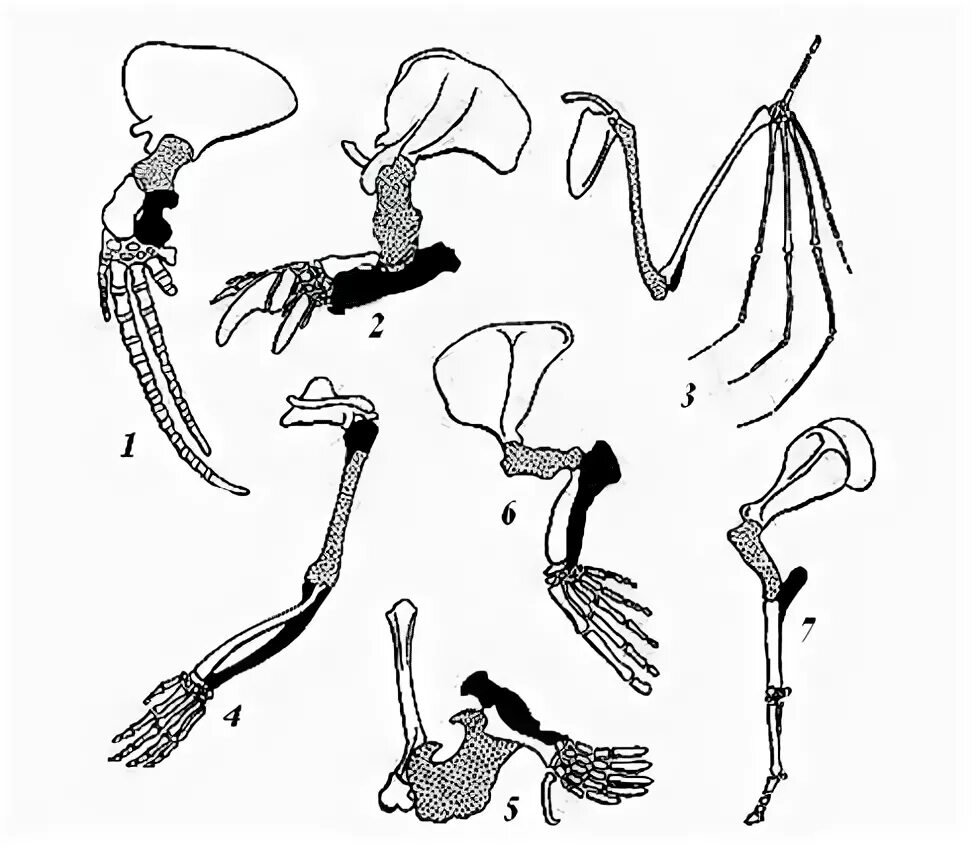 Скелет передней конечности крота. Гомология скелета передней конечности позвоночных. Гомологичные органы передней конечности животных. Строение конечностей млекопитающих.