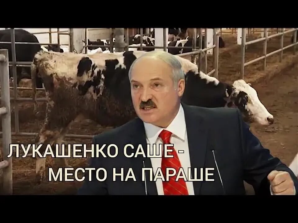 Лукашенко про корову. Батька лукашенко на ферме. лукашенко и коровы. лукашенко на животном. лукашенко в коровнике.