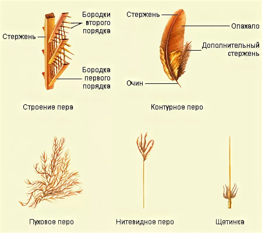 В коже птиц есть железа: найдено 75 изображений