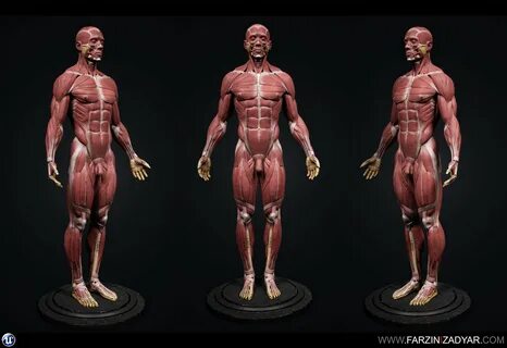 3D model low-poly Human Anatomy Kit CGTrader Анатомическое Строение Тела, Ч...