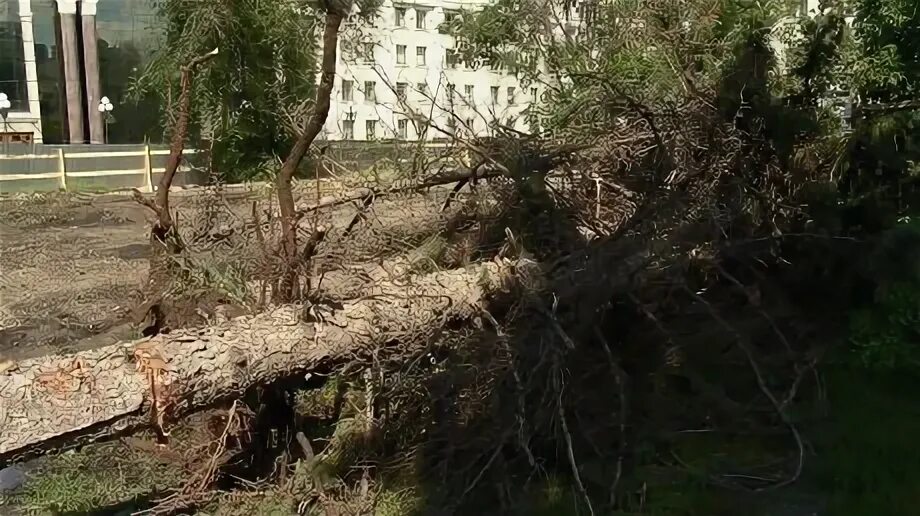 Кто выкорчевывает бузину