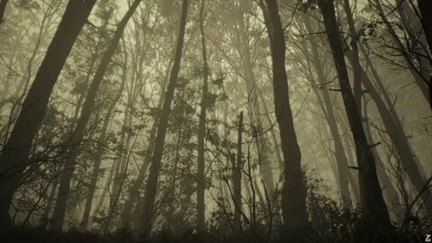 The woods collection dark