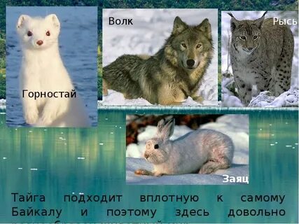 Какие животные обитают в озере байкал