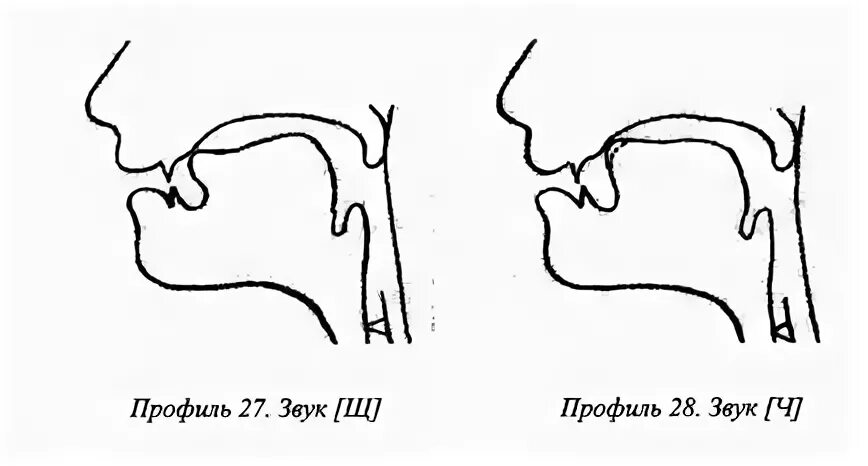 Профиль артикуляции звука щ. Артикуляционный профиль шипящих звуков. Звук щ артикуляция звука. Артикуляционный уклад звука щ. Артикуляция ч