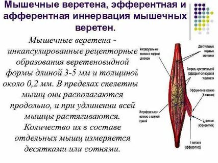 Мышечные волокна скелетных мышц иннервируются