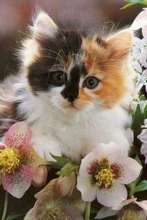 Симпатичные кошечки