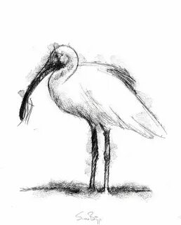 Рисовать ibis
