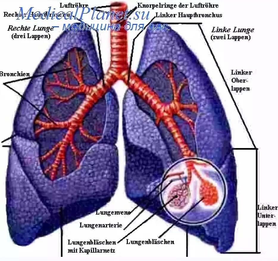 Субплевральные отделы легких. Субплевральный отдел легких. Субплевральные отделы в лёгких. Периферические отделы легких. Субплевральное расположение в легких.