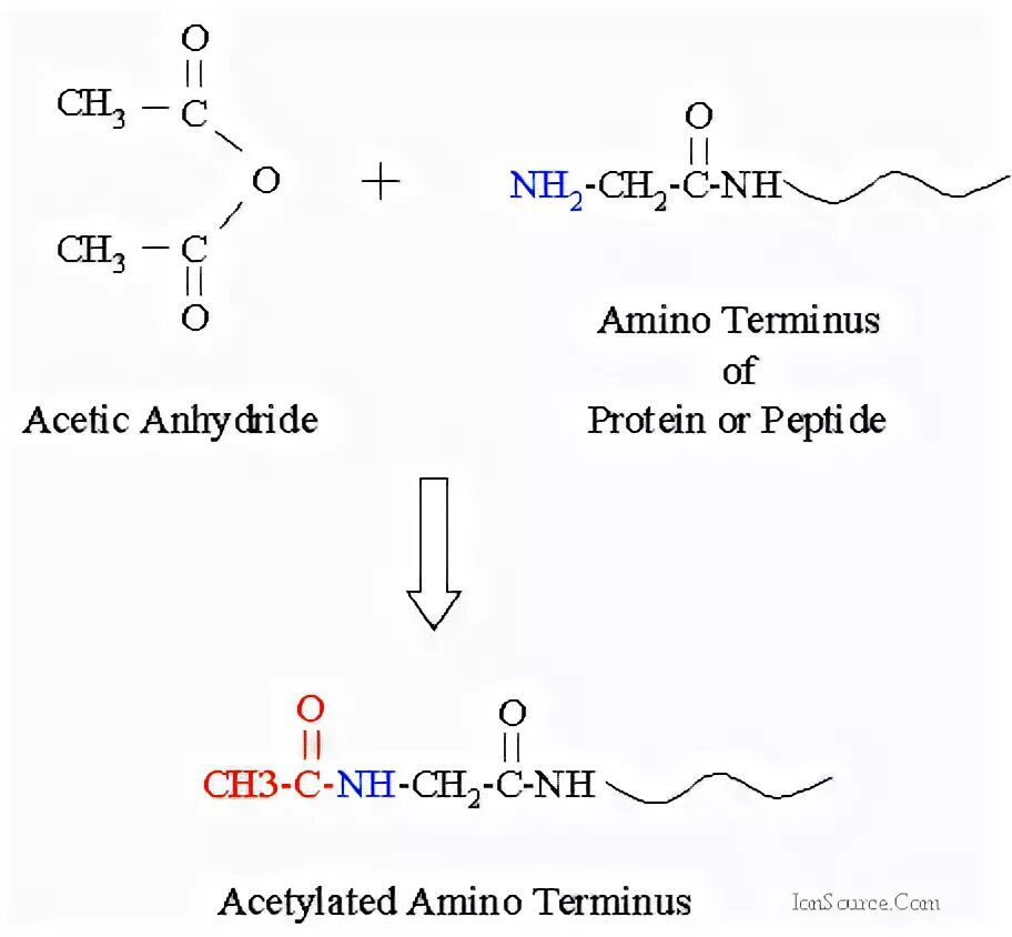 N И C терминальные аминокислоты. N-терминальная кислота. Structure of Peptides n-Terminal Amino acid. Аминокислота ont. N terminal