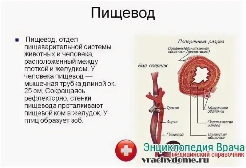 Пищевод лечение в домашних